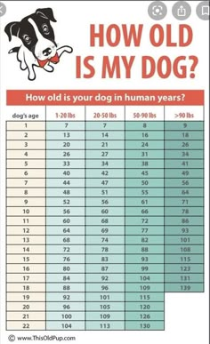 how old is my dog? info sheet for the dogs who are in human years