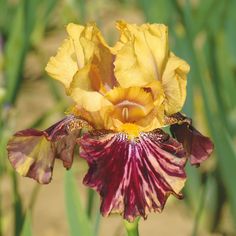 a yellow and purple flower with green leaves