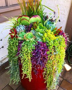 a red pot filled with lots of green plants