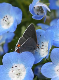 a butterfly sitting on top of blue flowers