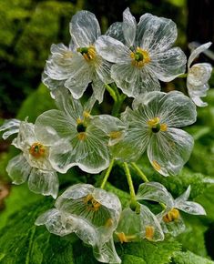 some very pretty flowers with water droplets on them