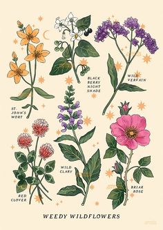 an illustration of wildflowers and other flowers with their names in english on them