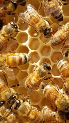 many bees are on the honeycombs and one is looking at the camera lens