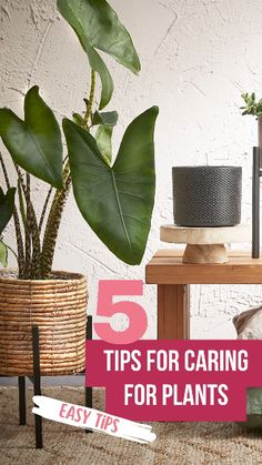 a table with some plants on it and the words 5 tips for caring for plants