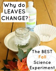 the best science experiment for kids why do leaves change?