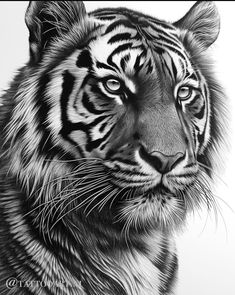 a black and white drawing of a tiger's face, looking at the camera