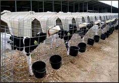 several cows in cages lined up on the ground