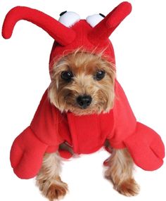 a small dog wearing a red devil costume