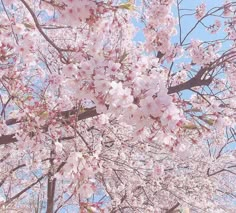 pink flowers are blooming on the branches of trees in front of a blue sky