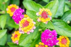 colorful flowers are blooming in the garden