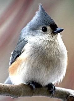 a small bird sitting on top of a tree branch in front of a blurry background