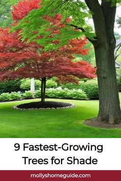 a tree with red leaves and green grass in the foreground, text reads 9 fastest - growing trees for shade