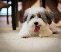 a small white and gray dog laying on the floor with its tongue hanging out looking at the camera