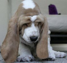 a brown and white dog sitting on top of a floor