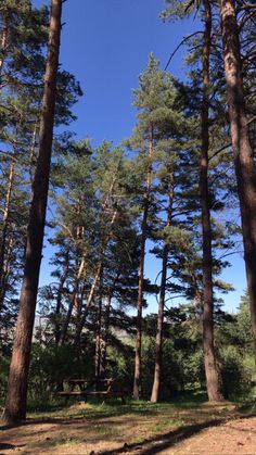 many tall trees in the middle of a forest