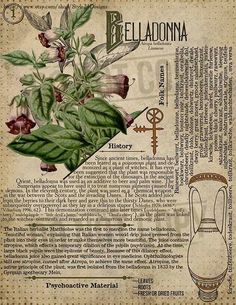 Journal Witchcraft, Herbal Grimoire, Herbs Witchcraft, Camphor Tree, Psychoactive Plants, Magickal Herbs, Witch Herbs, Green Witchcraft, Grimoire Book