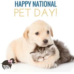 a dog and cat are hugging each other on the national pet day greetings card