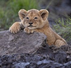 a lion cub rests on top of a rock in the wild with its paws resting on it's head