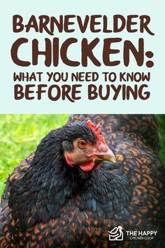 a chicken with the words, what you need to know before buying