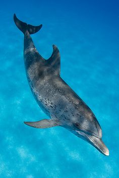 a dolphin swimming in the blue water