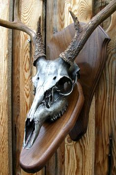 an animal skull mounted to the side of a wooden wall with horns on it's head