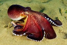 an octopus with its mouth open in the sand