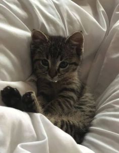 a small kitten laying on top of a white blanket