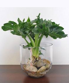 a potted plant sitting on top of a wooden table next to rocks and water