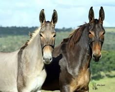 two horses standing next to each other in a field