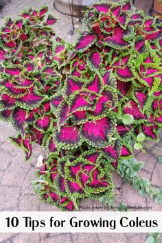 purple and green plants with text overlay that reads 10 tips for growing coleus