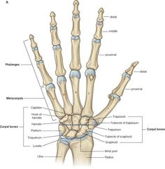 an image of the wrist and hand bones