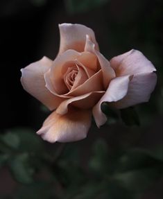 a single pink rose is blooming in the middle of some green leaves on a dark background