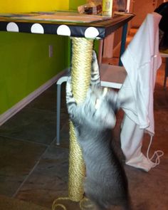 a cat playing with a scratching post on the floor