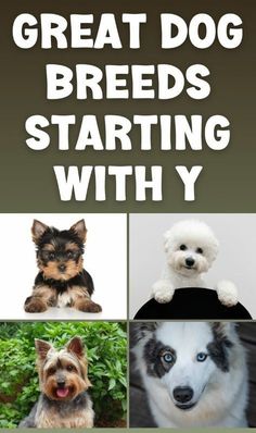 four different breeds of dogs with the words great dog breeds starting with y