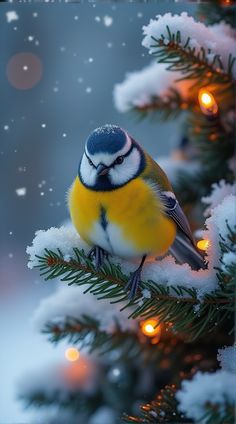 a blue and yellow bird perched on top of a pine tree with snow covered branches