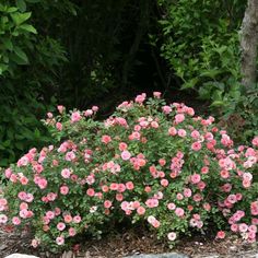 pink flowers blooming in the middle of a rock garden bed with trees and bushes behind it