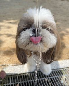 a small white and brown dog standing on top of a metal grate with water coming out of it's mouth