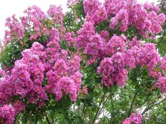 purple flowers are blooming in the trees