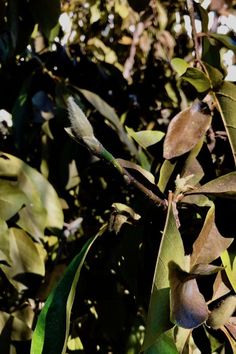 a branch with leaves and buds on it