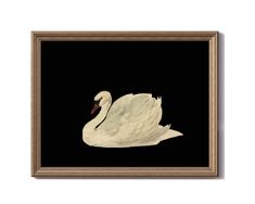 a white swan floating in the water on a black background framed art print by person