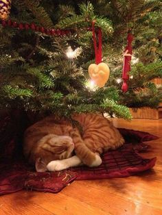 an orange and white cat sleeping under a christmas tree