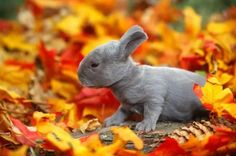 a small gray rabbit sitting in the middle of autumn leaves and looking at the camera