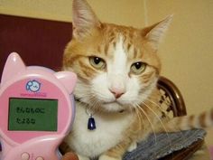 an orange and white cat sitting next to a pink clock