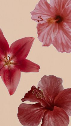 three pink flowers on a light background