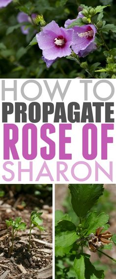 how to propagate the rose of sharon in your garden or yard with this simple guide