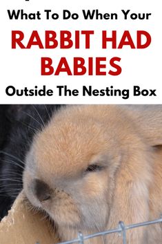 a rabbit in a cage with text overlay that reads, what to do when your rabbit had babies outside the nesting box