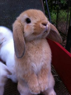 a brown and white bunny sitting on top of a red box next to a fence