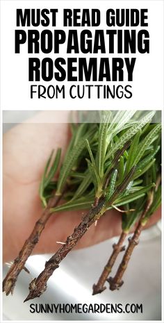 a person holding some plants with the words must read guide propagating rosemary from cuttings