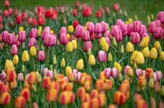 many different colored tulips in a field