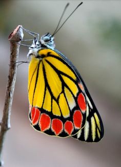 a yellow and red butterfly resting on a twig